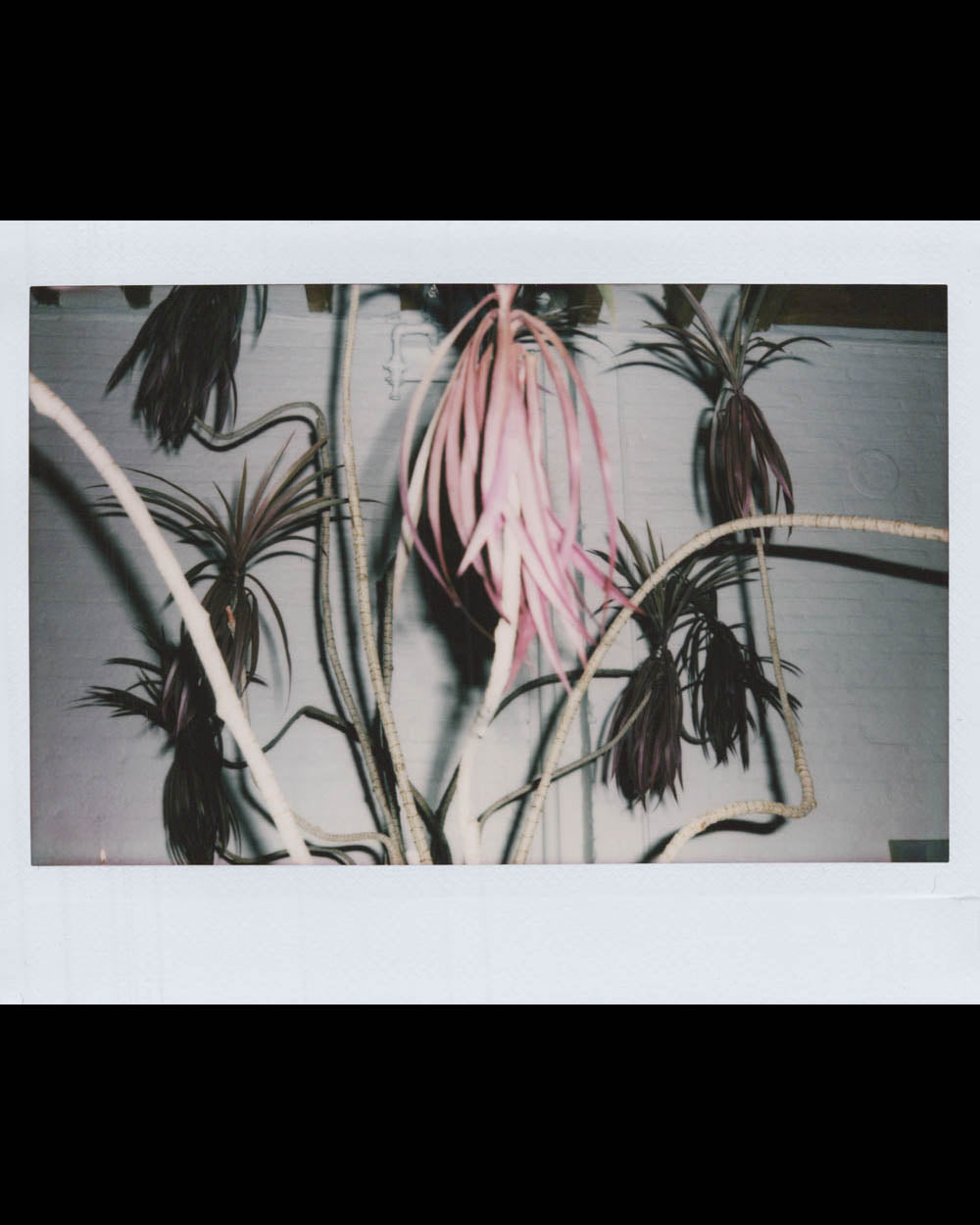 Branches with elongated pink and dark-colored leaves set against a white brick wall background.