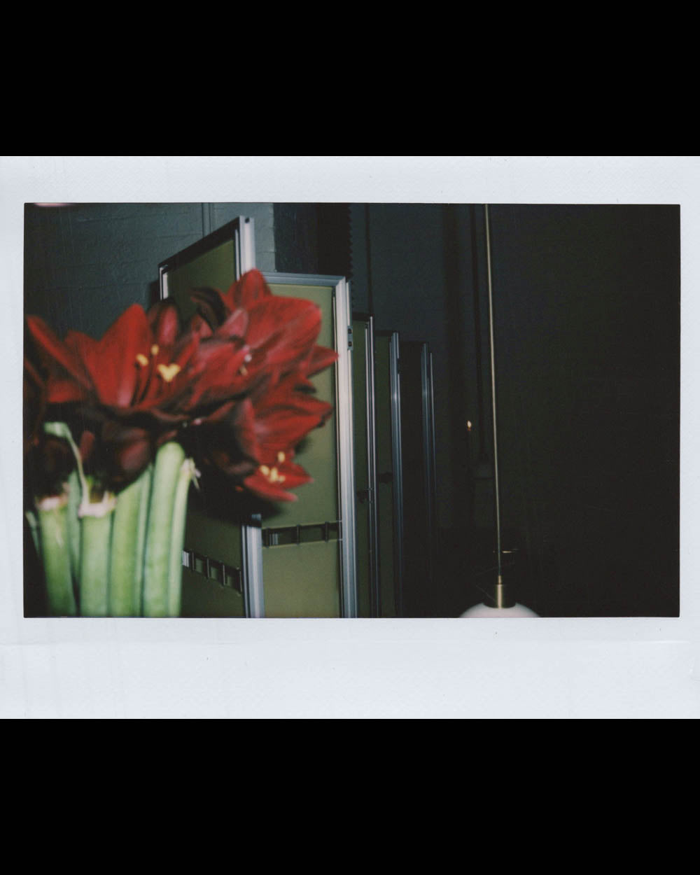 Close-up of red flowers in the foreground with a dimly lit room and partially visible panels in the background.